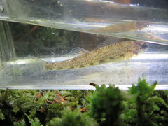 Etheostoma edwini