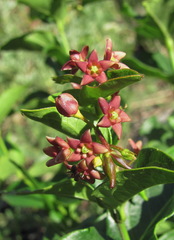 Vincetoxicum schmalhausenii
