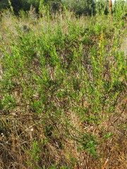 Hypericum fasciculatum