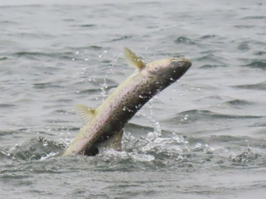 Atlantic Salmon from Sault Ste. Marie, ON, Canada on December 18, 2021 ...