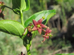 Vincetoxicum schmalhausenii