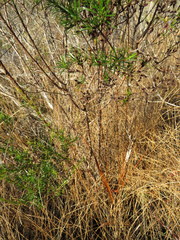 Hypericum fasciculatum