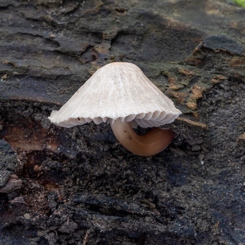 prilbička ružovolupeňová (Mycena galericulata)
