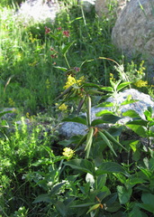 Vincetoxicum schmalhausenii