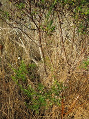 Hypericum fasciculatum