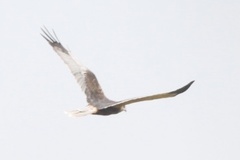 Circus aeruginosus aeruginosus