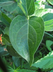 Vincetoxicum schmalhausenii