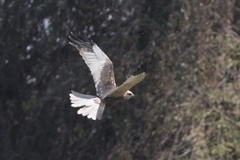 Circus aeruginosus aeruginosus