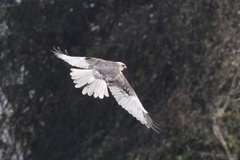 Circus aeruginosus aeruginosus