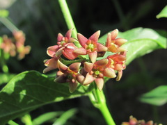 Vincetoxicum schmalhausenii