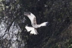 Circus aeruginosus aeruginosus