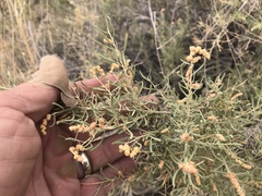 Atriplex linearis