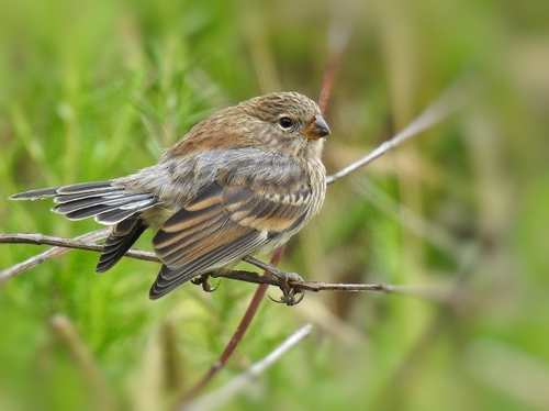Band-tailed Seedeater (Catamenia analis), photo 7