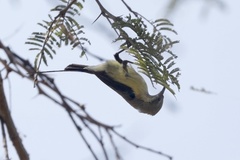 Cinnyris pulchellus pulchellus