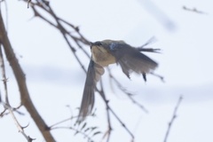 Cinnyris pulchellus pulchellus