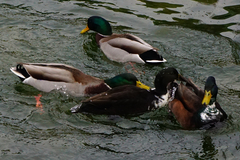 Anas platyrhynchos domesticus