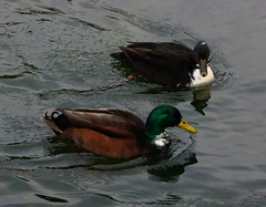 Anas platyrhynchos domesticus