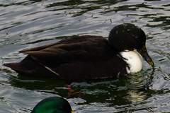 Anas platyrhynchos domesticus