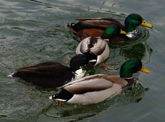 Anas platyrhynchos domesticus