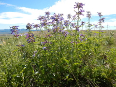 Penstemon watsonii