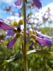 Penstemon watsonii