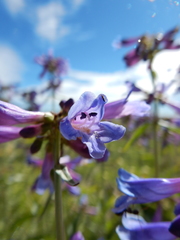 Penstemon watsonii