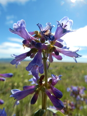 Penstemon watsonii