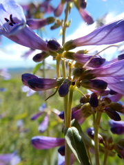 Penstemon watsonii