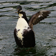 Anas platyrhynchos domesticus