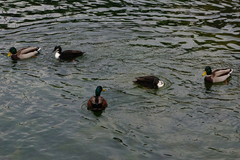Anas platyrhynchos domesticus