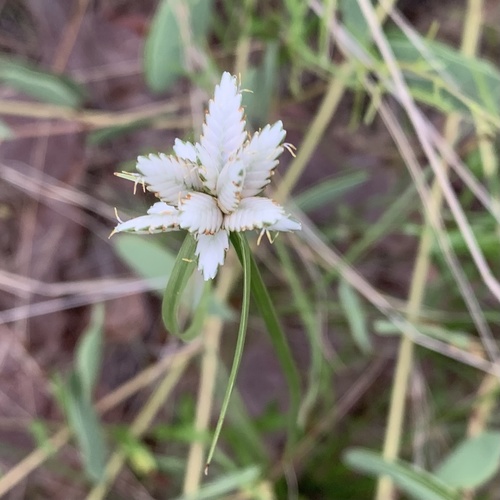 Cyperus margaritaceus image