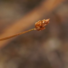 Xyris flabelliformis