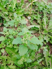 Chenopodiastrum murale
