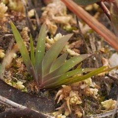 Xyris flabelliformis