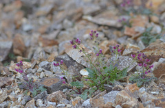 Scrophularia ruprechtii