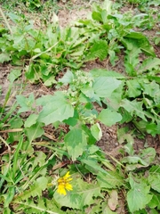 Chenopodiastrum murale