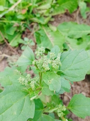 Chenopodiastrum murale