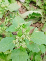 Chenopodiastrum murale