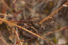 Xyris flabelliformis