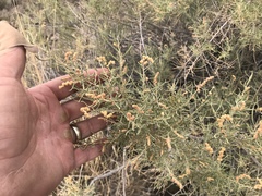 Atriplex linearis