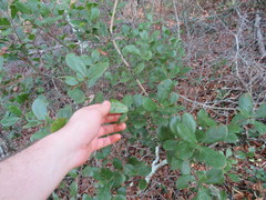 Image of Quercus myrtifolia