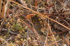 Xyris flabelliformis