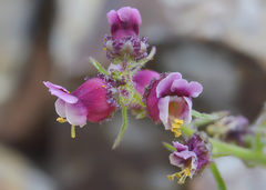 Scrophularia ruprechtii