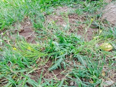 Sisymbrium irio