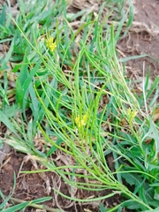 Sisymbrium irio
