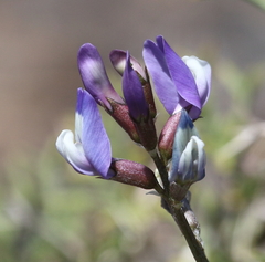 Astragalus cruckshanksii