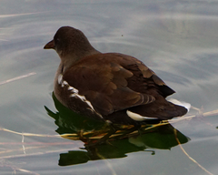 Gallinula chloropus