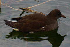 Gallinula chloropus
