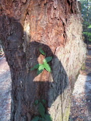 Bignonia capreolata image