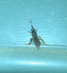 Cratichneumon w-album